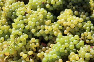 vino